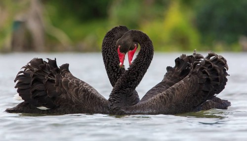 Black Swan (Cygnus atratus) pair displaying, Victoria, Australia