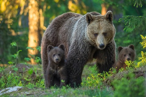 Eurasian Brown Bear (Ursus arctos) mother with cubs in forest, Finland