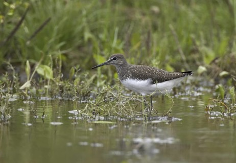 Green Sandpiper (Tringa ochropus), Mecklenburg-Western Pomerania, Germany