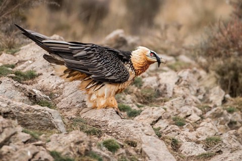 Bearded Vulture (Gypaetus barbatus), Catalonia, Spain