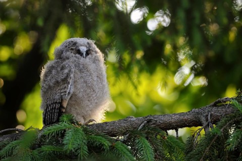 Long-eared Owl (Asio otus) juvenile perched on a branch, North Rhine-Westphalia, Germany