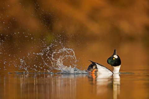 Common Goldeneye (Bucephala clangula) male displaying, Saxony-Anhalt, Germany