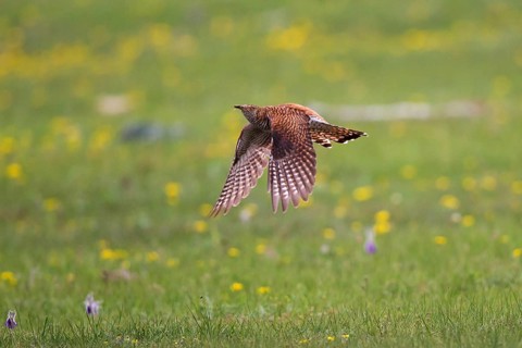 Common Cuckoo (Cuculus canorus) female flying, Lake Hovsgol, Mongolia