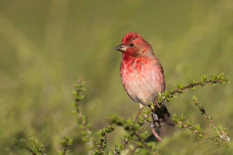 Common Rosefinch - Karmingimpel - Carpodacus erythrinus ssp. ferghanensis, Kyrgyzstan, adult male