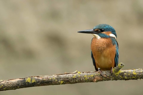 Ijsvogel juvenile man, Kingfisher juvenile male