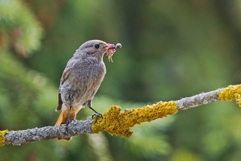 Black Redstart (Phoenicurus ochruros) female with insect prey in beak, Bavaria, Germany