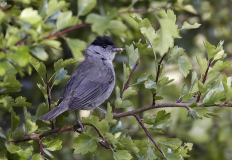 Eurasian Blackcap (Sylvia atricapilla) male, Mecklenburg-Western Pomerania, Germany