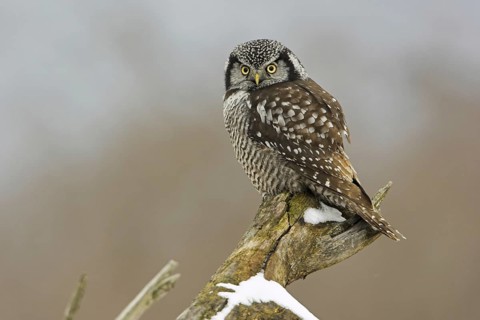 Northern Hawk-Owl (Surnia ulula), Ontario, Canada