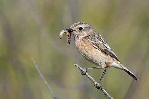 European Stonechat (Saxicola rubicola) female with a worm in its beak, Netherlands