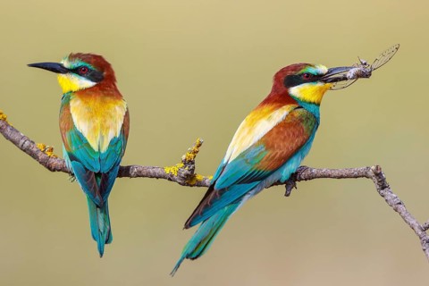 European Bee-eater (Merops apiaster) pair perched on a branch, Lesvos, Greece