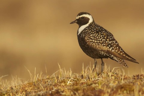 American Golden-Plover (Pluvialis dominica) feeding on the tundra in Northern Alaska