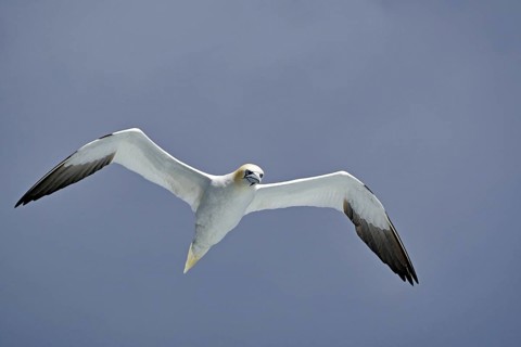 A gannet gliding in the sky with open wings, boat tour, Noss, Shetland Islands, Scotland, Great