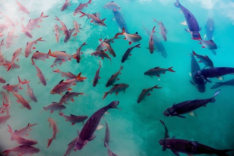 School of fish, Cheow Lan Lake, Khao Sok National Park, Phang Nga, Surat Thani, Thailand