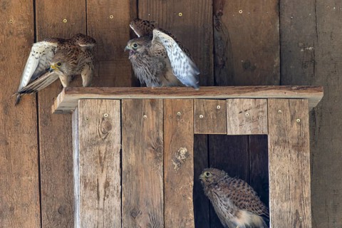Kestrel (Falco tinnunculus) female and begging juvenile at the incubator, village in Münsterland,