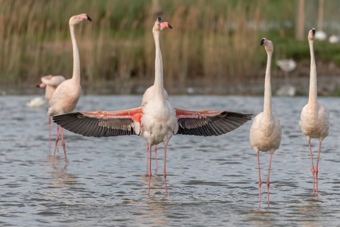 A flamingo opens its wings and highlights its magnificent plumage. The scene captures the essence