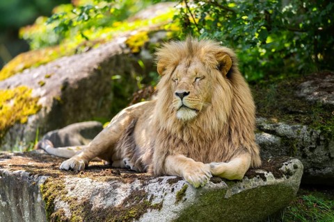 Southern African lion (Panthera leo melanochaita) male, lying on a rock, captive, Zoo Augsburg,