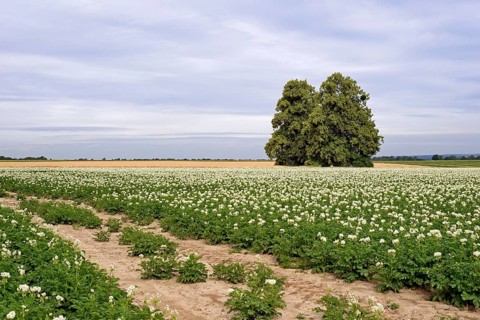 Deciduous trees, lime tree (Tilia) in a field with potato plants (Solanum tuberosum) at flowering