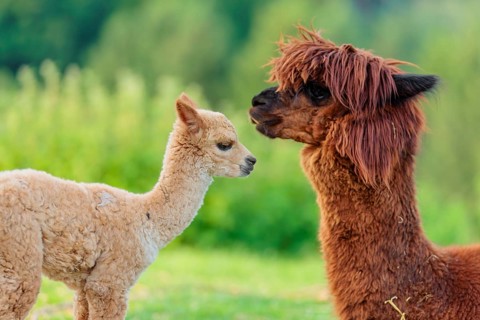 A freshly born white alpaca (Vicugna pacos) stands in front of its brown mother and sniffer on her