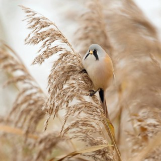 In the middle of the reeds... Bearded Tit (Panurus biarmicus), male bird feeds on seeds, changes