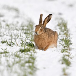 Winter... European hare (Lepus europaeus), hare crouching in the snow in a field on the Lower