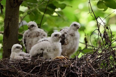 Chicks in the nest... Sparrowhawk (Accipiter nisus), young, not yet fledged birds of prey in down