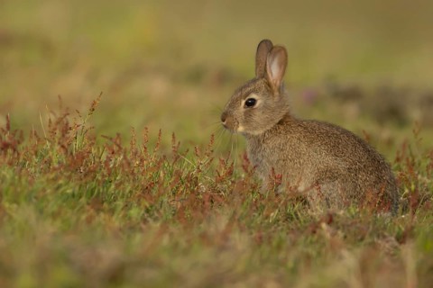 European rabbit (Oryctolagus cuniculus) adult animal amongst red flowers in grassland, England,