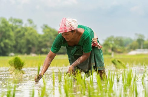 BAKSA, INDIA- JULY 12: A tribal woman transplant rice seedlings in a waterlogged paddy field in