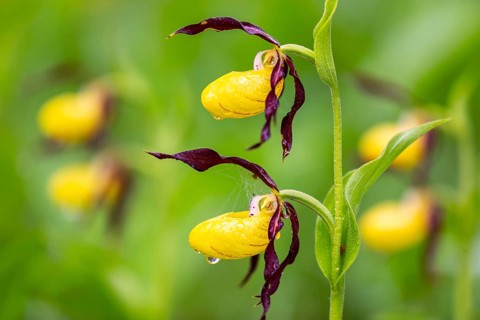 European lady's slipper (Cypripedium calceolus), orchid family (Orchidaceae), Upper Danube nature