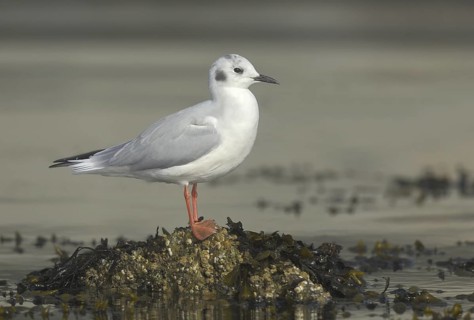 Bonaparte's Gull (Chroicocephalus philadelphia), British Columbia, Canada