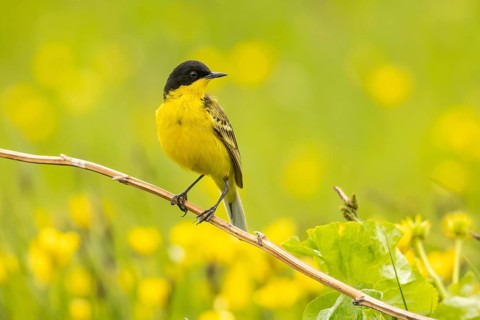 Western Yellow (Motacilla flava feldegg) male, Armenia