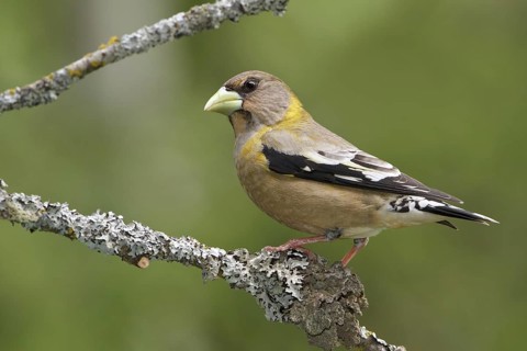 Evening Grosbeak (Hesperiphona vespertina) female, British Columbia, Canada