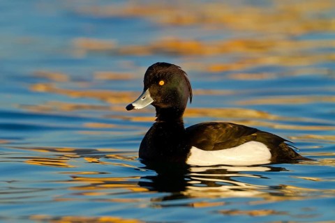 Tufted Duck (Aythya fuligula) male, Baden-Wuerttemberg, Germany
