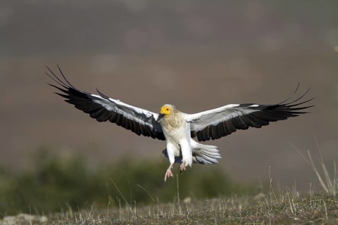 Egyptian Vulture (Neophron percnopterus) flying, Castile-La Mancha, Spain