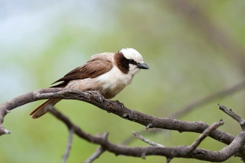 Southern White-crowned Shrike (Eurocephalus anguitimens), Namibia