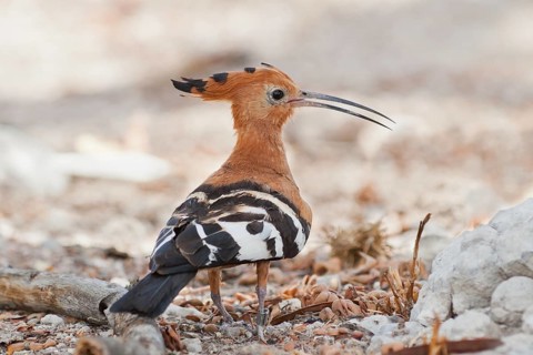 African Hoopoe (Upupa africana), Namibia