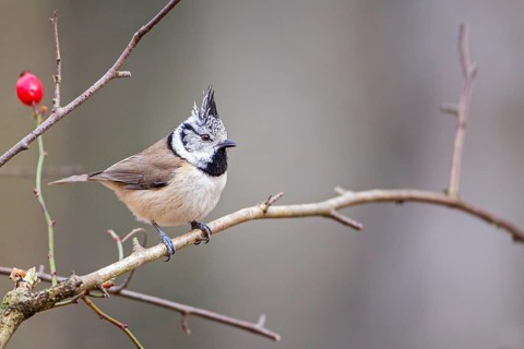 European Crested Tit (Lophophanes cristatus), Saxony-Anhalt, Germany