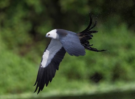Swallow-tailed Kite (Elanoides forficatus) flying, Florida, USA