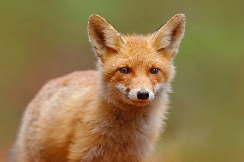 Red Fox, Vulpes vulpes, cute portrait of orange animal at green forest