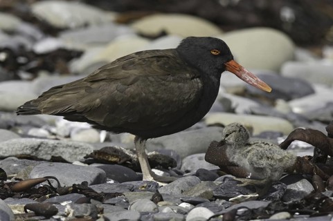 Blackish Oystercatcher (Haematopus ater), Falkland Islands