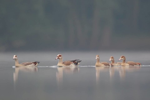 Egyptian Goose (Alopochen aegyptiaca) pair with young on water, North Rhine-Westphalia, Germany