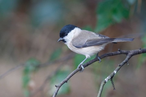 Marsh Tit (Poecile palustris) perched on a branch, North Rhine-Westphalia, Germany
