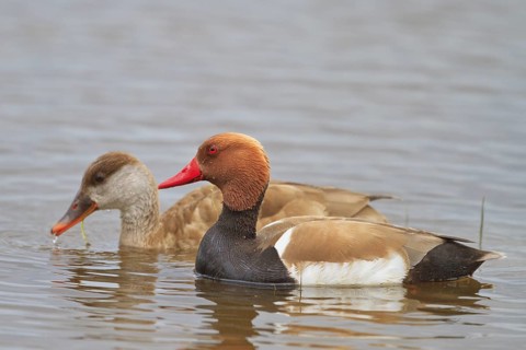 Red-crested Pochard (Netta rufina) pair, Mallorca, Spain