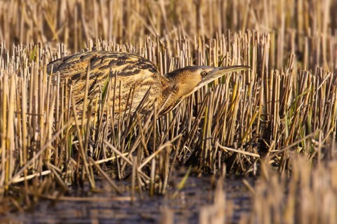 Eurasian Bittern (Botaurus stellaris) male, Vila Franca de Xira, Portugal