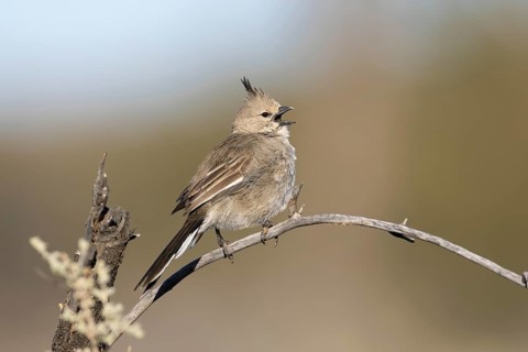 Chirruping Wedgebill (Psophodes cristatus) singing, New South Wales, Australia