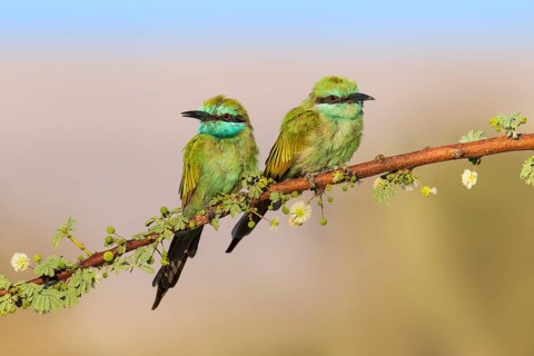 Green Bee-eater (Merops orientalis) pair, Eilat, Israel