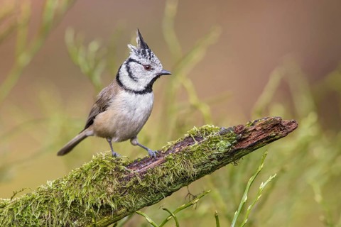 European Crested Tit (Lophophanes cristatus) perched on an old mossy branch, Poland
