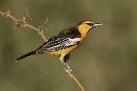 Bullock's Oriole (Icterus bullockii) male, California, USA