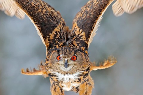 Detail close-up owl fly. Big orange eyes. Flying Eurasian Eagle owl with open wings with snowflakes