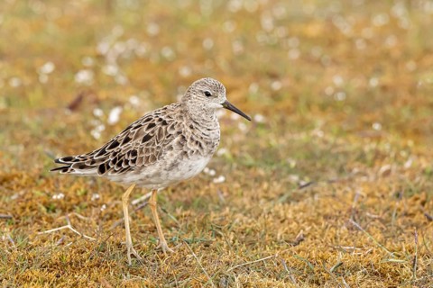 Ruff (Calidris pugnax) female, Oeland, Sweden