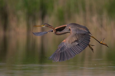 Purple Heron (Ardea purpurea) flying, Subotica, Serbia